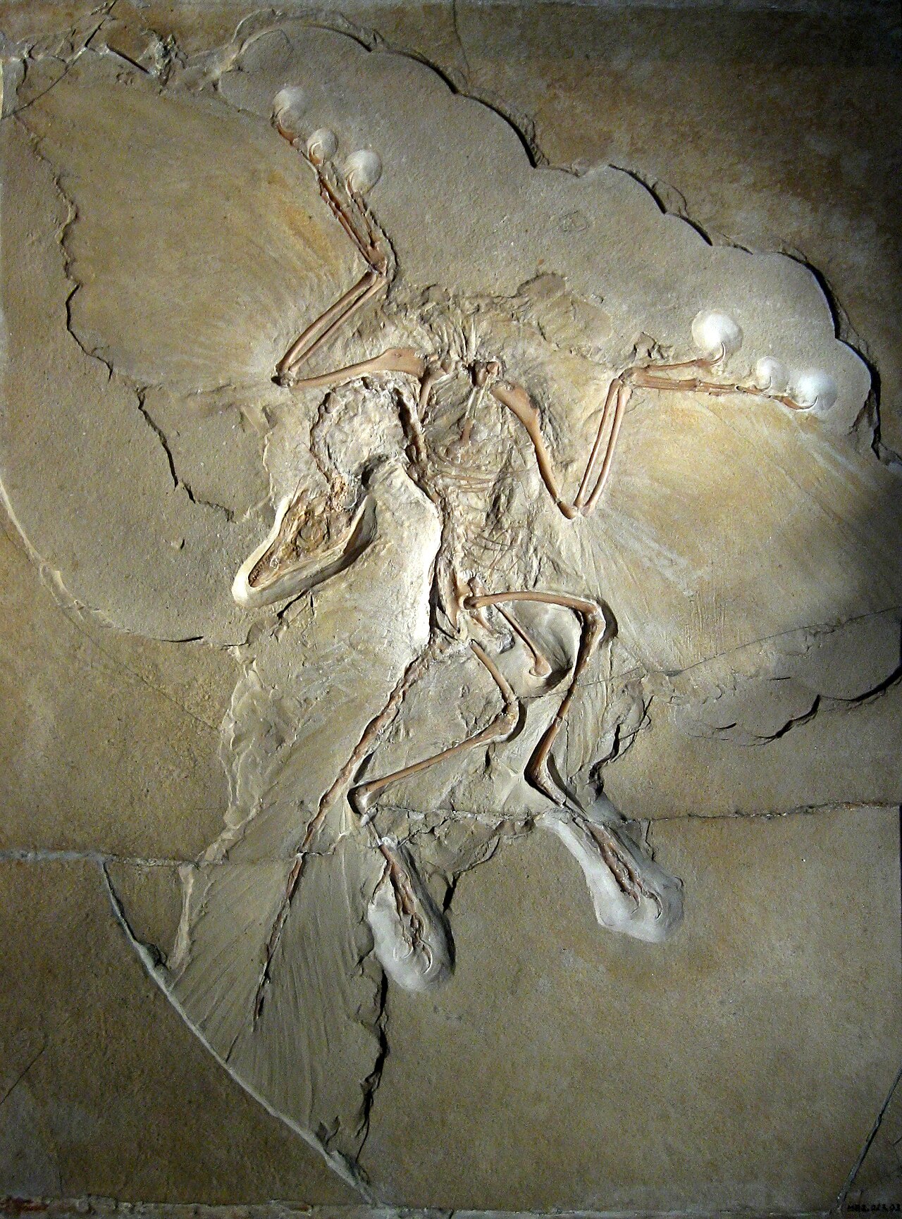 Archaeopteryx, Berlin-eksemplaret