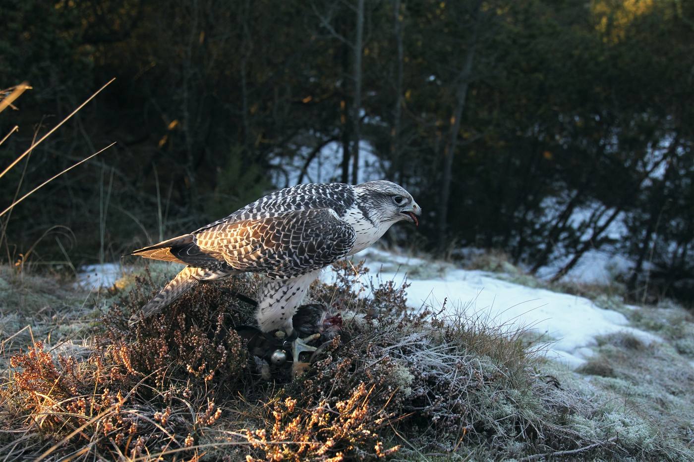 Jagtfalk