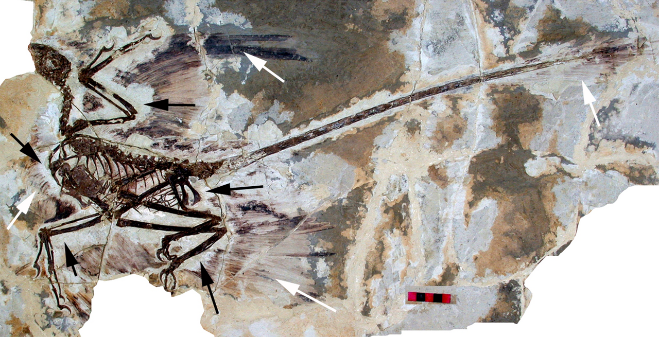 Microraptor-fossil